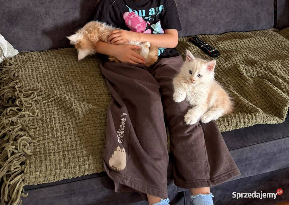 Sprzedam 2 kocurki rasy maine coon