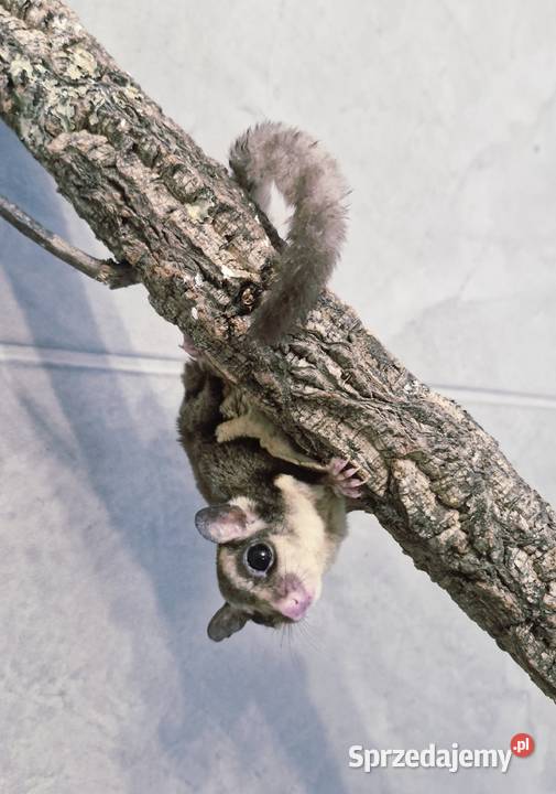 Lotopałanki Karłowate samice I samce Oława sprzedam