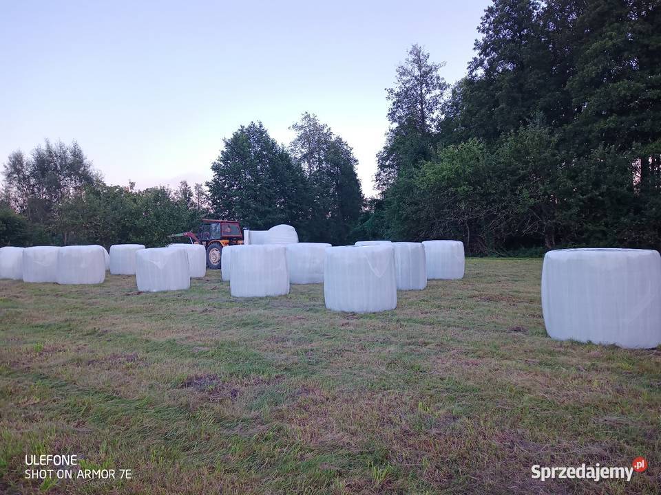 Bele sianokiszonki Krasnopol