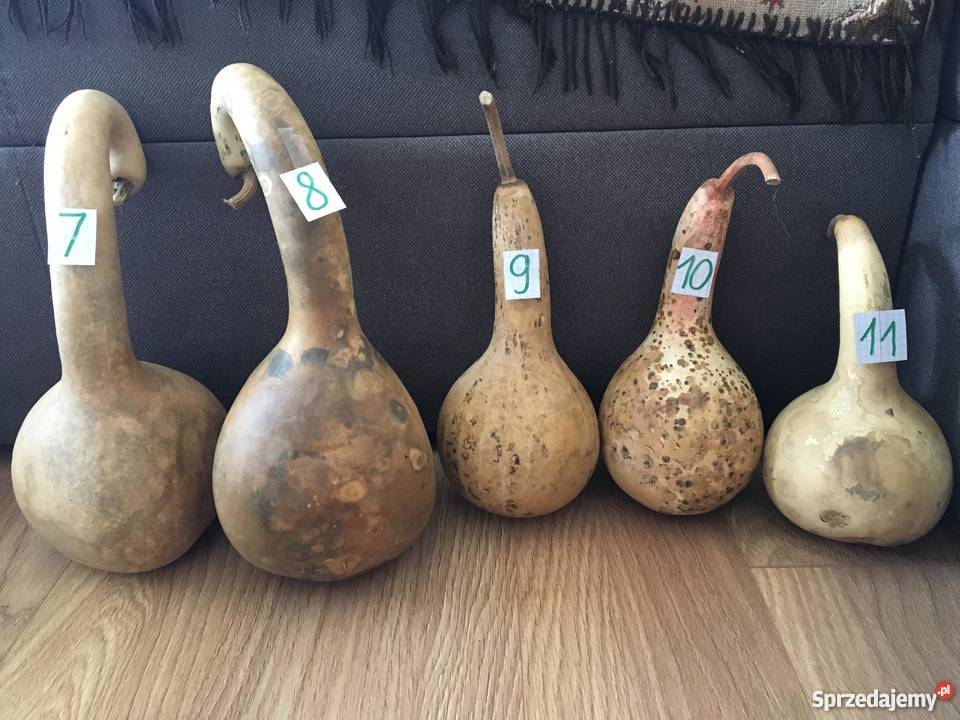 Suche tykwy z nasionami Augustów