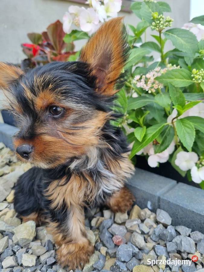Yorki szczeniaki Psy Klecie