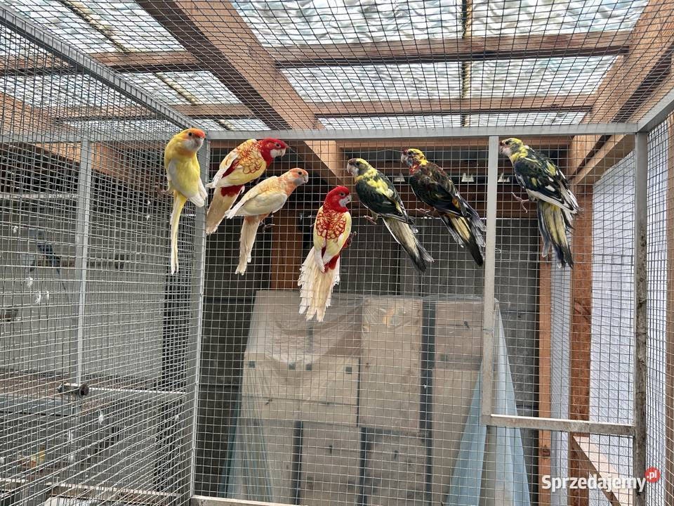 Rozelle królewskie samce