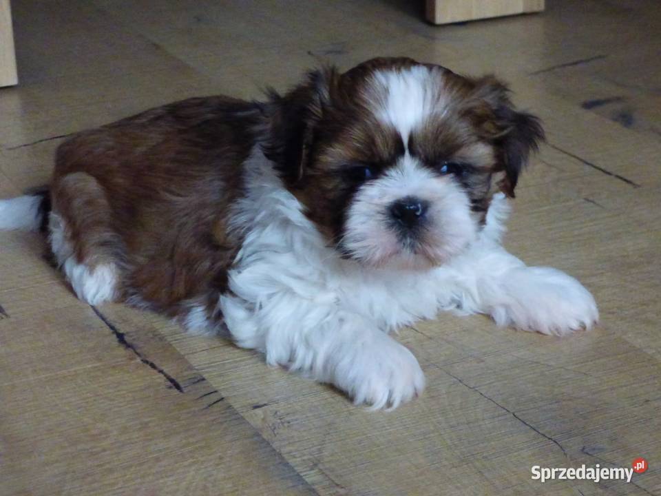 Pieski rasy Shih Tzu tricolor Shih Tzu Kielce