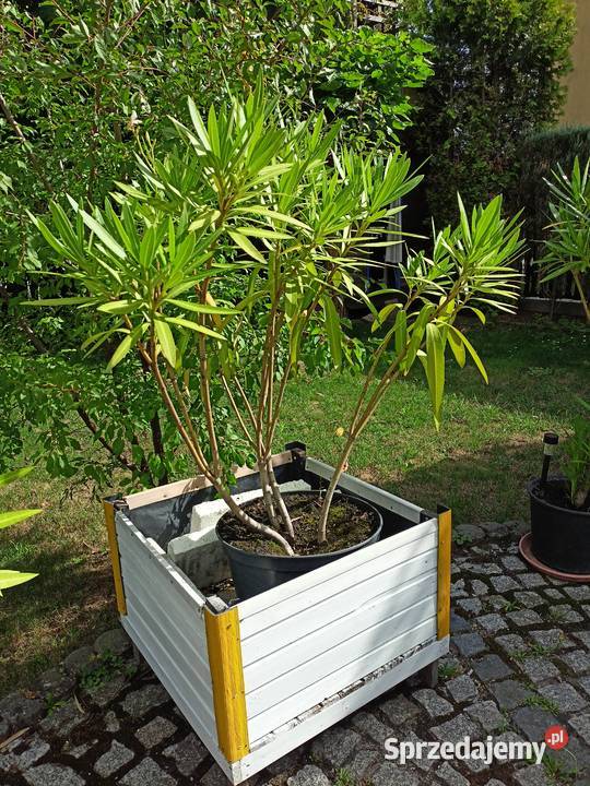 Oleander różne kolory podkarpackie Sokołów Małopolski