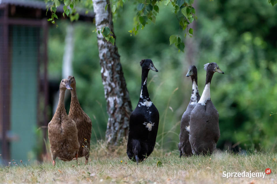 Jaja lęgowe kaczek biegusów z czubem Lisewiec