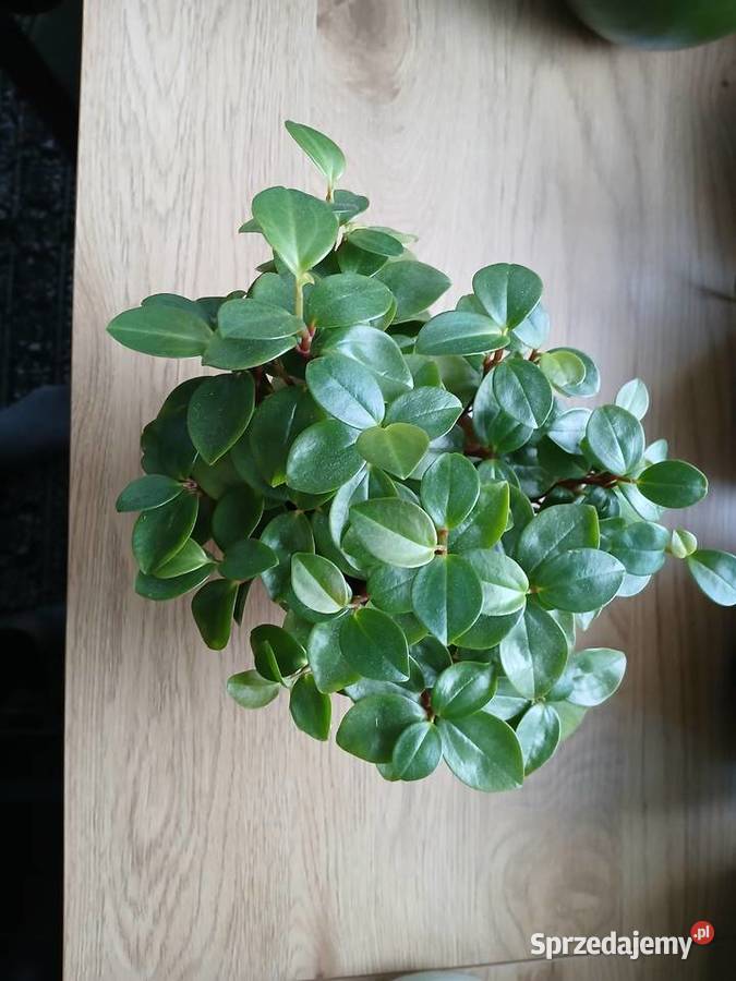 Peperomia Red Stem rzadko spotykana Częstochowa