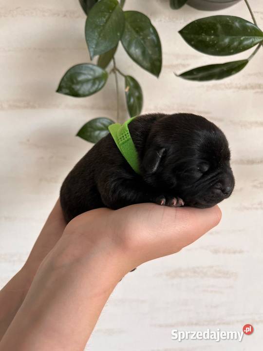 Staffordshire Bull Terrier Rymanów