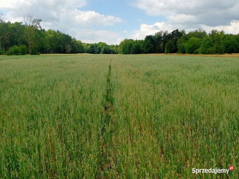 Sprzedam działkę budowlanorolną 13zł/m2 Sprzedaż Bereza