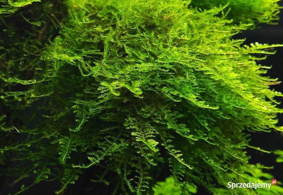 Peacock Moss roślina akwariowa