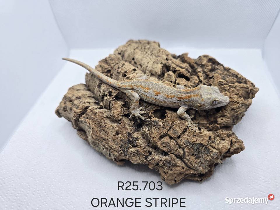 Gekony gargulcowe Gady i płazy Zawiercie