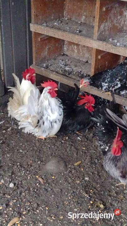 Młode kury chabo OSTATNIA PARA NA SPRZEDAŻ Plemięta sprzedam