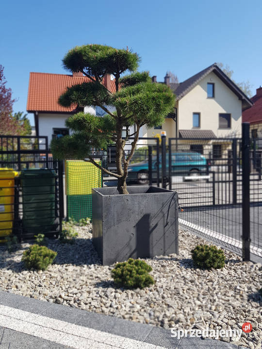 Donica betonowa 50x50x50 Donice betonowe Rawicz