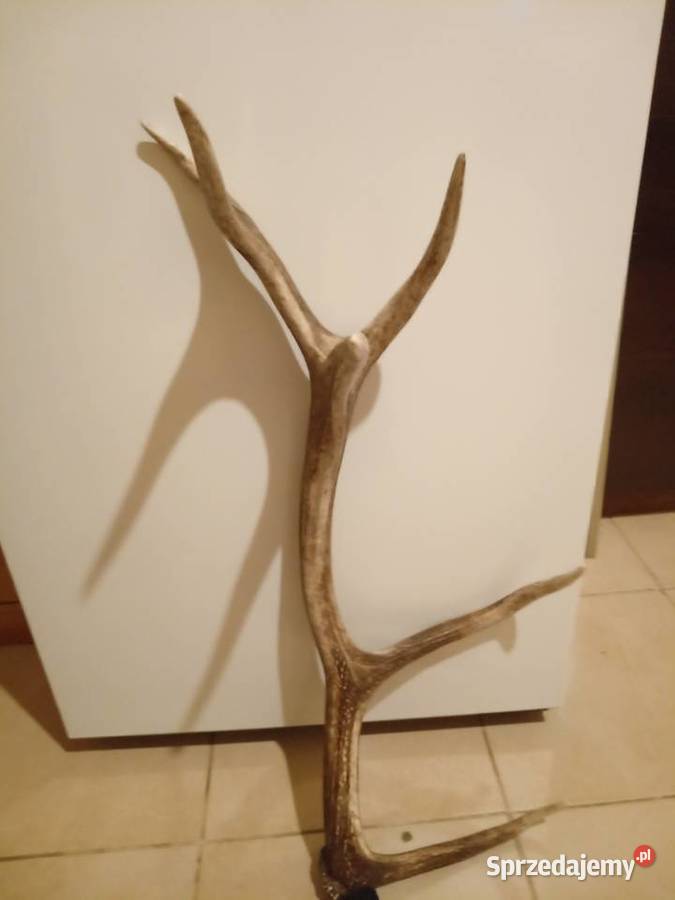 Poroże Jelenia zrzut lubelskie Lublin