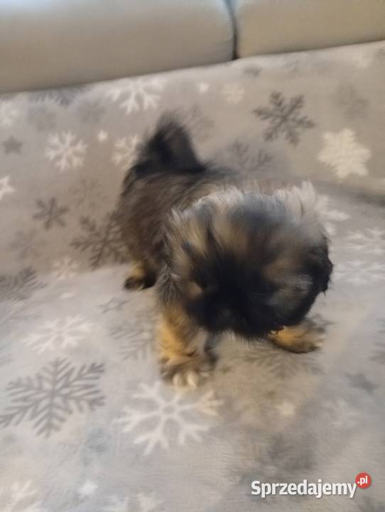 Śliczne shih tzu Szczerców