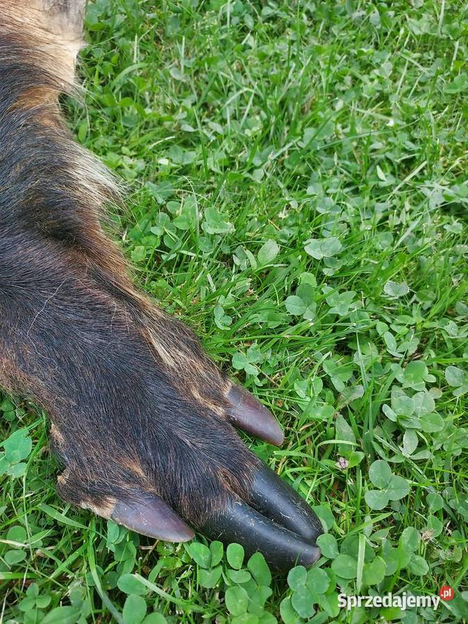 Dzik Skóra z Dzika Dekoracyjna Trofeum Skóry z Sztukateria, dekoracja sufitu Szaflary