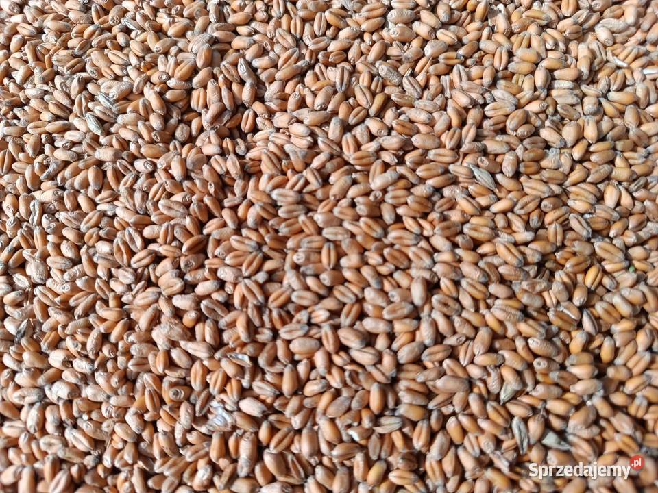 Pszenica ozima wenecja Wola Idzikowska sprzedam