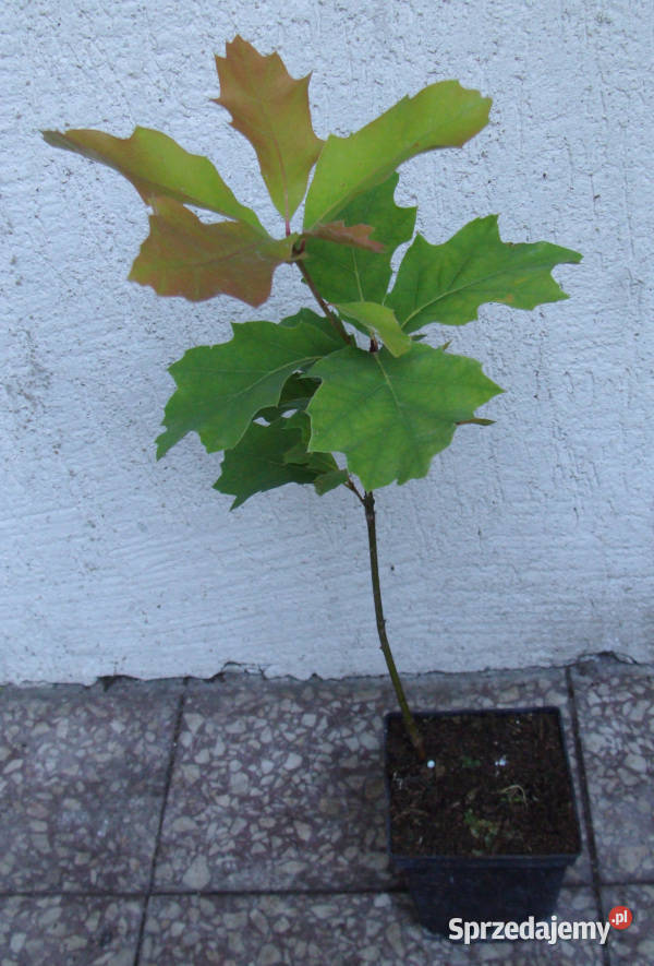 DĄB CZERWONY Quercus rubra sadzonki w doniczkach Liściaste sprzedam