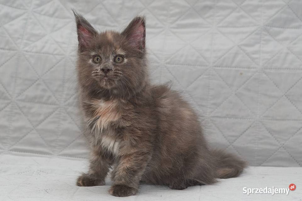 Maine Coon niebieska szylkretowa koteczka Jana Słupno