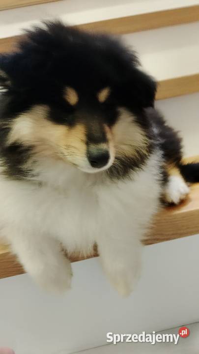 Owczarek szkocki collie ZKwP FCI Garwolin sprzedam