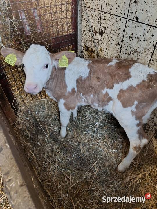 Sprzedam cielisie simental Rolnictwo Męcina