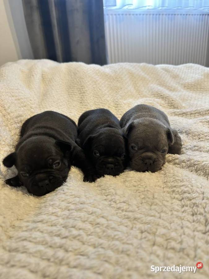 Buldog Francuski rezerwacja podkarpackie Brzostek
