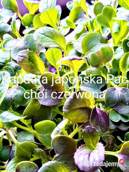 Bazylia mix 12 odmian cytrynowa cynamonowa Kraków