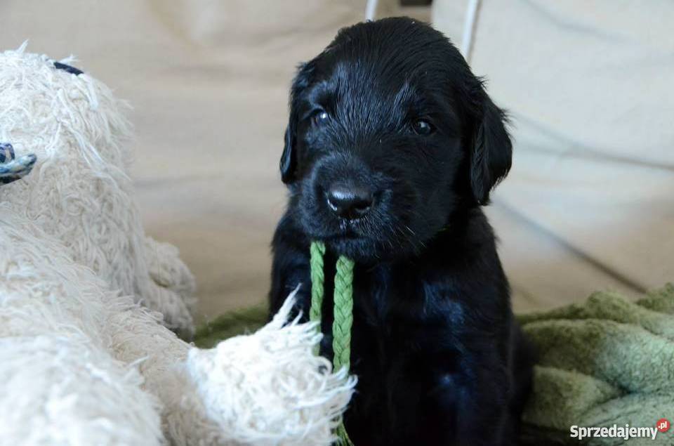 Piękne szczenięta Flat Coated Retriever FCI sprzedam