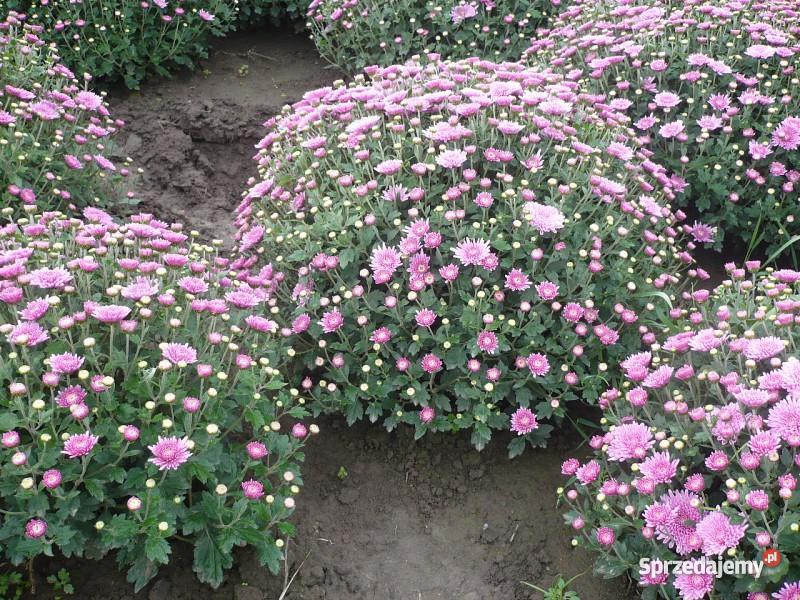 Chryzantemy Doniczkowe Drobnokwiatowe Kraków małopolskie Niepołomice