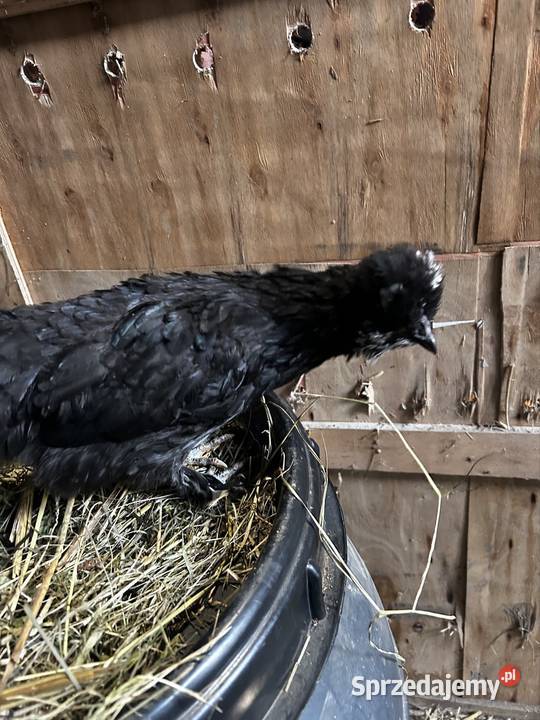 Kurka z 2025 roku mix Pszczyna