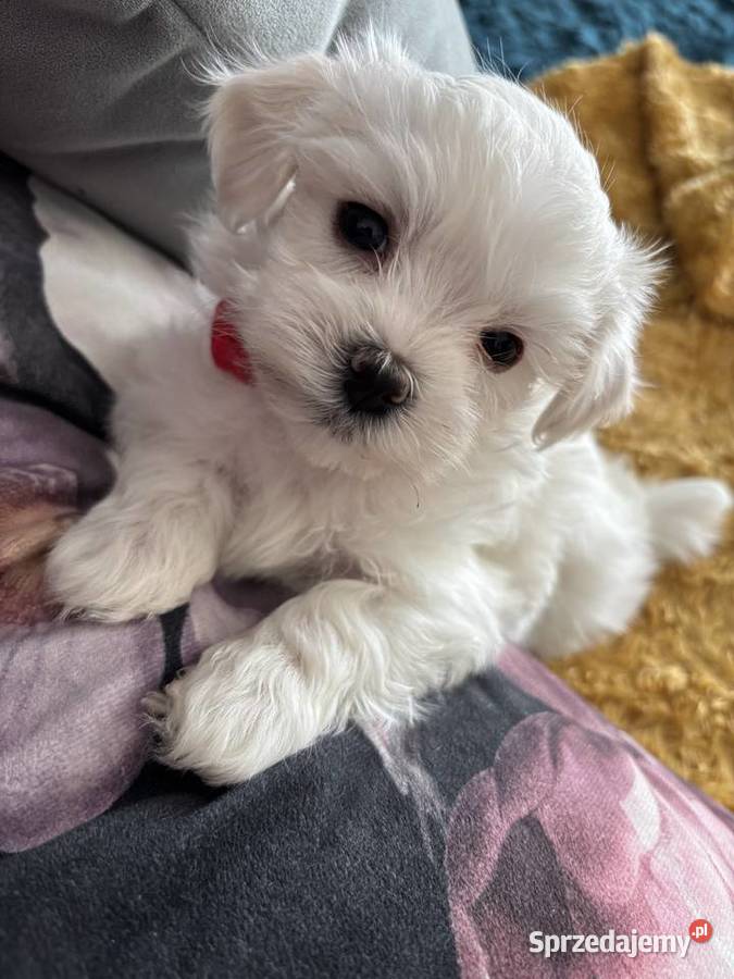 Cudowne maltańczyki Łódź