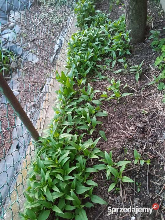 Topinambur słonecznik bulwiasty Ostrołęka