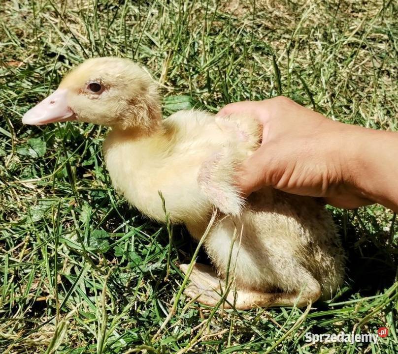 Kaczogęsi Mulardy odchowane 3 tygodniowe Sędziszów