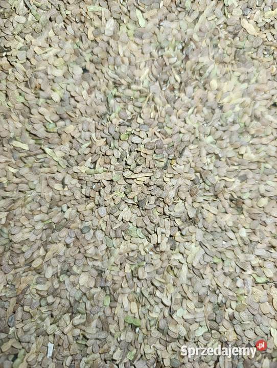 Seradela z sezonu 2025 15 t Przyłęk