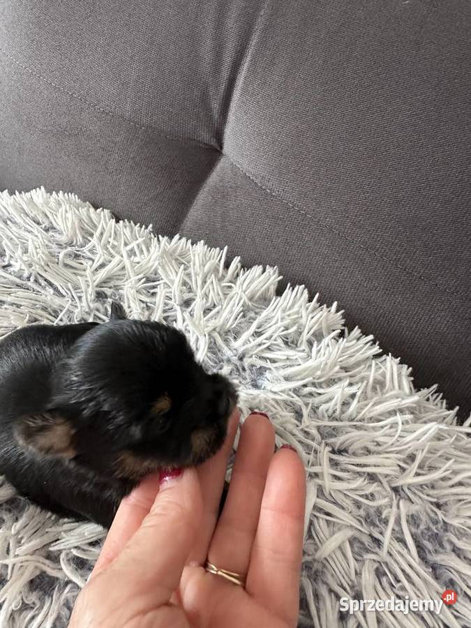 Yorkshire Terrier Wrocław