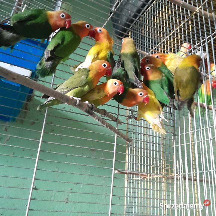 Nierozłączki śląskie Katowice sprzedam