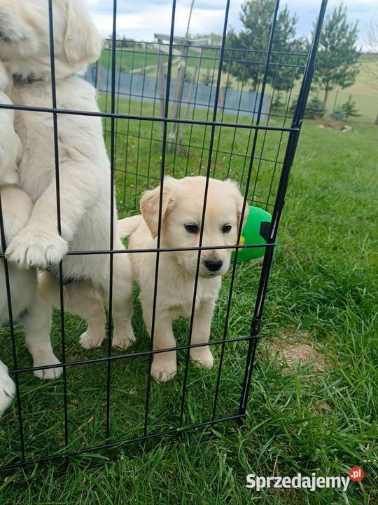 Golden Retriever szczeniak