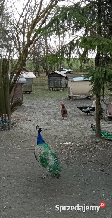 jaja lęgowe pawie indyjskie Ptaki Zamość