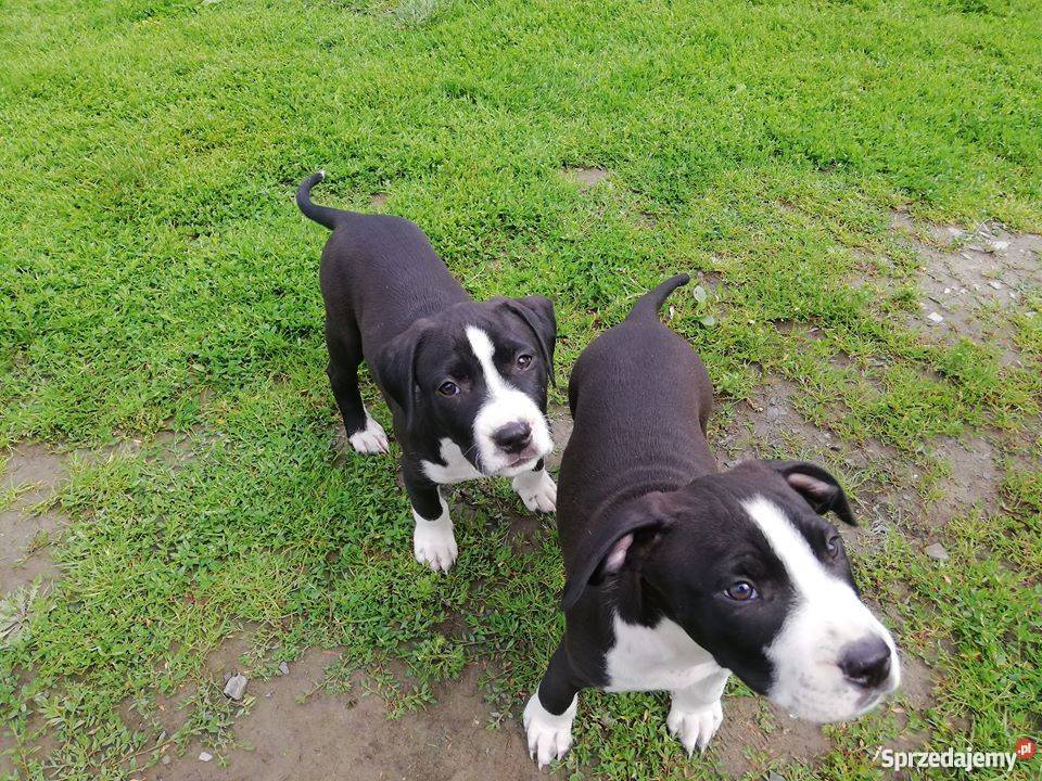 Szczeniaki Amstaff American Staffordshire Zamość