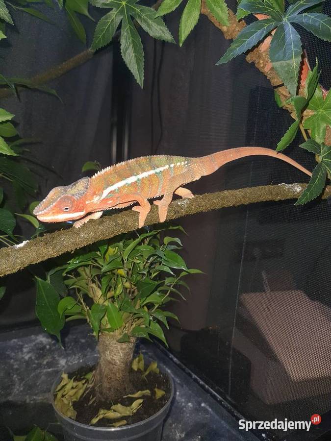 sprzedam kameleona lamparci kujawsko-pomorskie