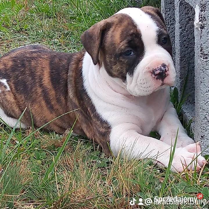 American bully xl suczki ABKC