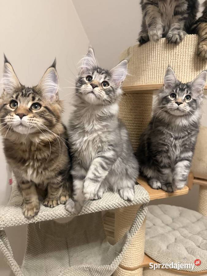 Sprzedam kota Maine Coon FPL