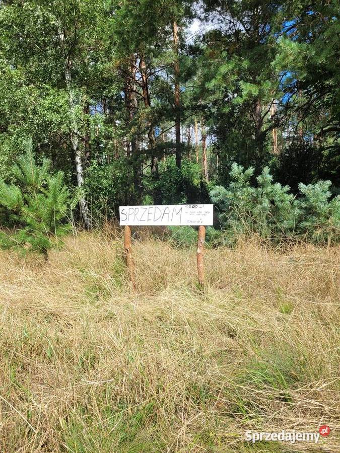 Działka Wzdłuż ściany 80letniego lasu PRĄD Mącice