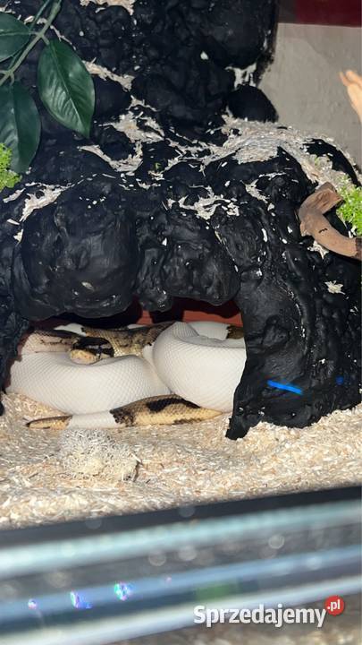 Terrarium z regiusem Sopot