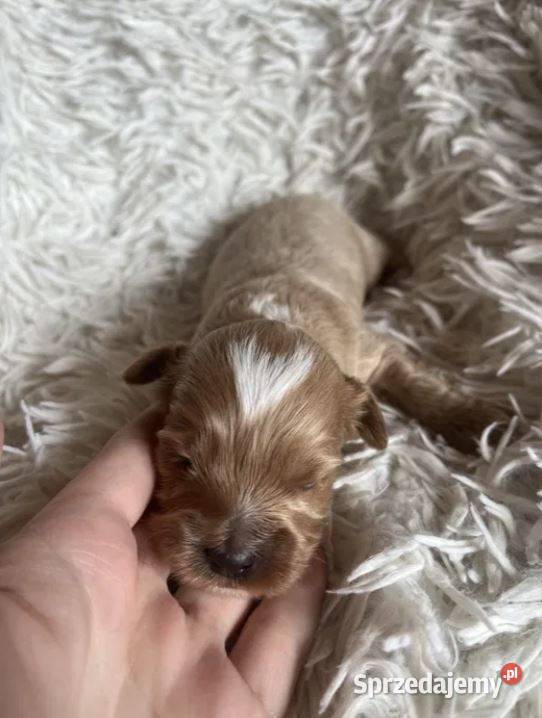 Wyjątkowy piesek cockapoo f1b mama cockapoo tata świętokrzyskie Busko-Zdrój