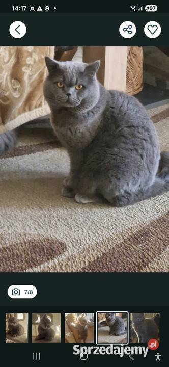 Brytyjskie Brytyjski Szamotuły