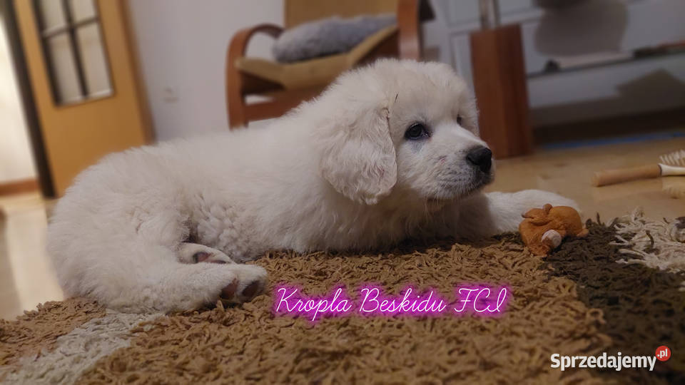 Szczeniaki Polski Owczarek Podhalański podkarpackie sprzedam