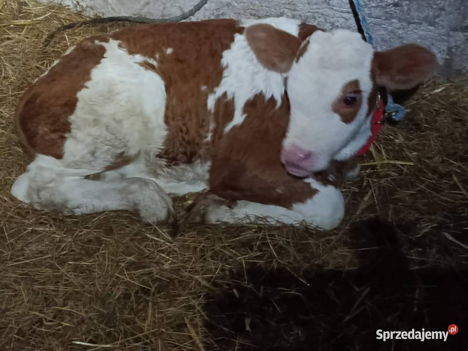 sprzedam jałówkę Hrubieszów