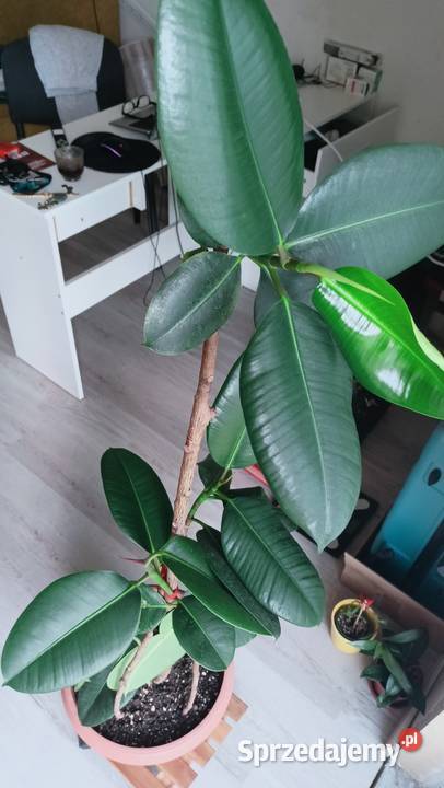 Fikus Ficus Elastica Liściaste Łódź