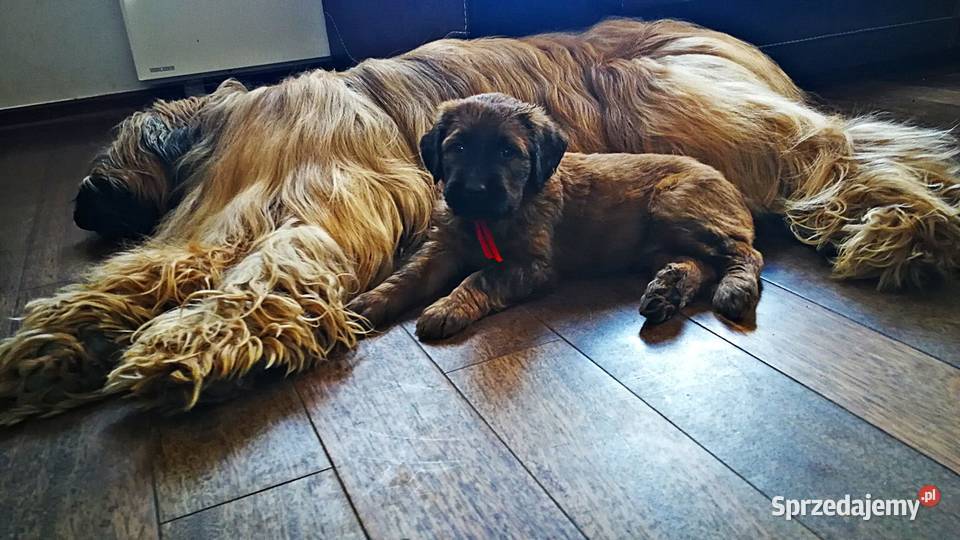 Briard rezerwacja szczeniąt ZKwP FCI 2020 Opole