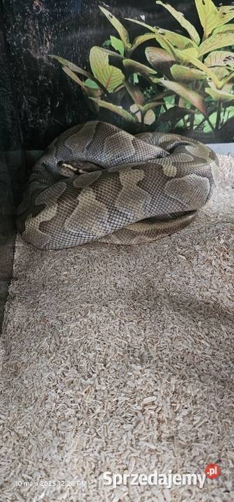 Pyton królewski phyton regius samica Kraków